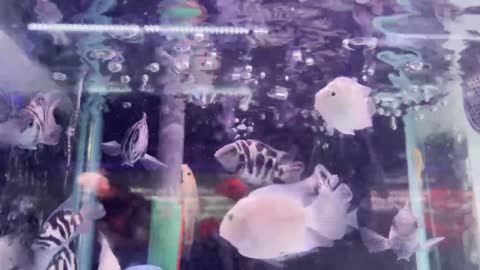 The fish scales flickered in the sun