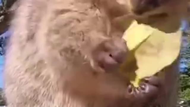 funny animals video