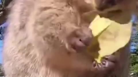 funny animals video