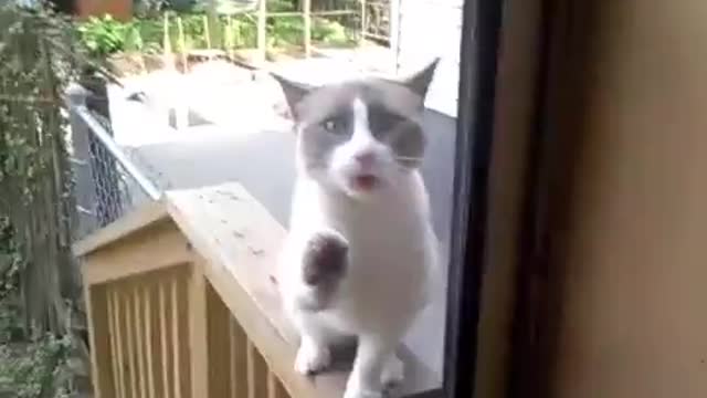 Yelling Cat (Original)