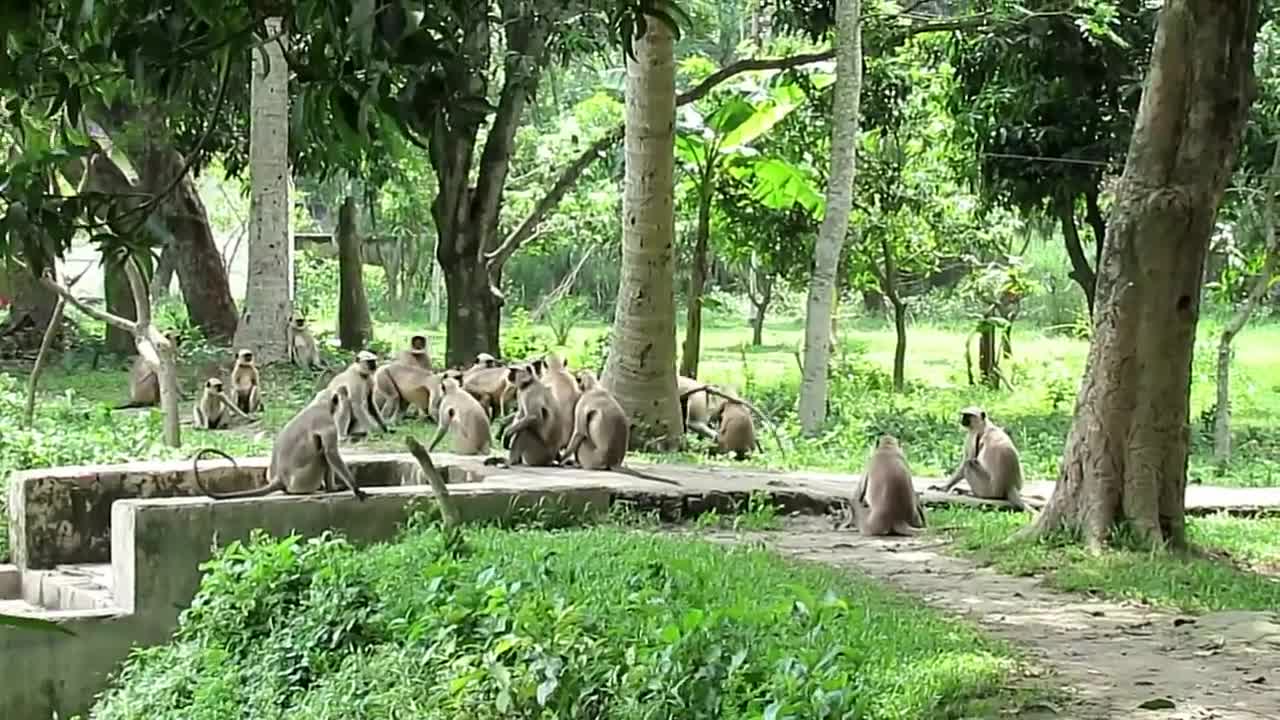 Monkeys fighting with other groups.... Langur monkey fight and sounds