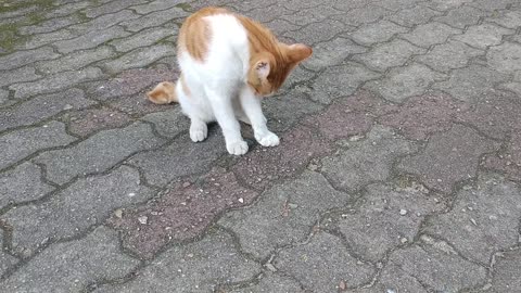 The cat on the street is so cute.