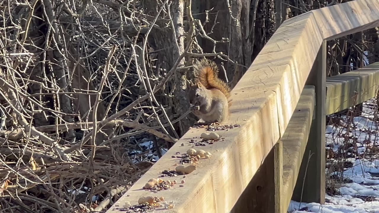 Red Tailed Squirrel