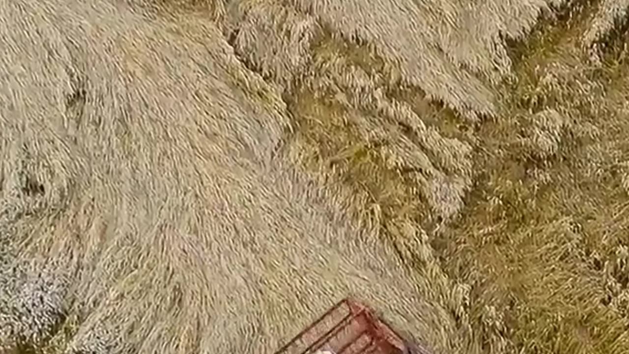 Harvest Power Unleashed! 🚜🌾