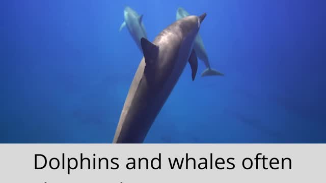 Why dolphins sleep with one eye open? The Daily Animal facts 👁️🐬 #shorts