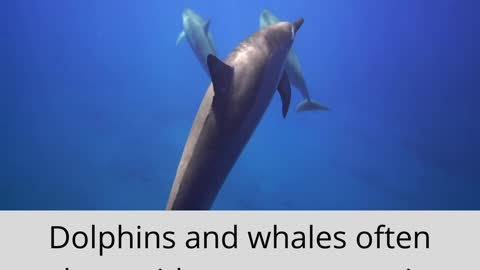 Why dolphins sleep with one eye open? The Daily Animal facts 👁️🐬 #shorts