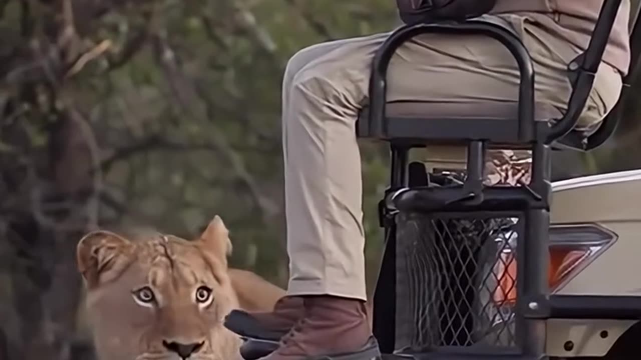 Omg 😲 lion attack in the man 👨