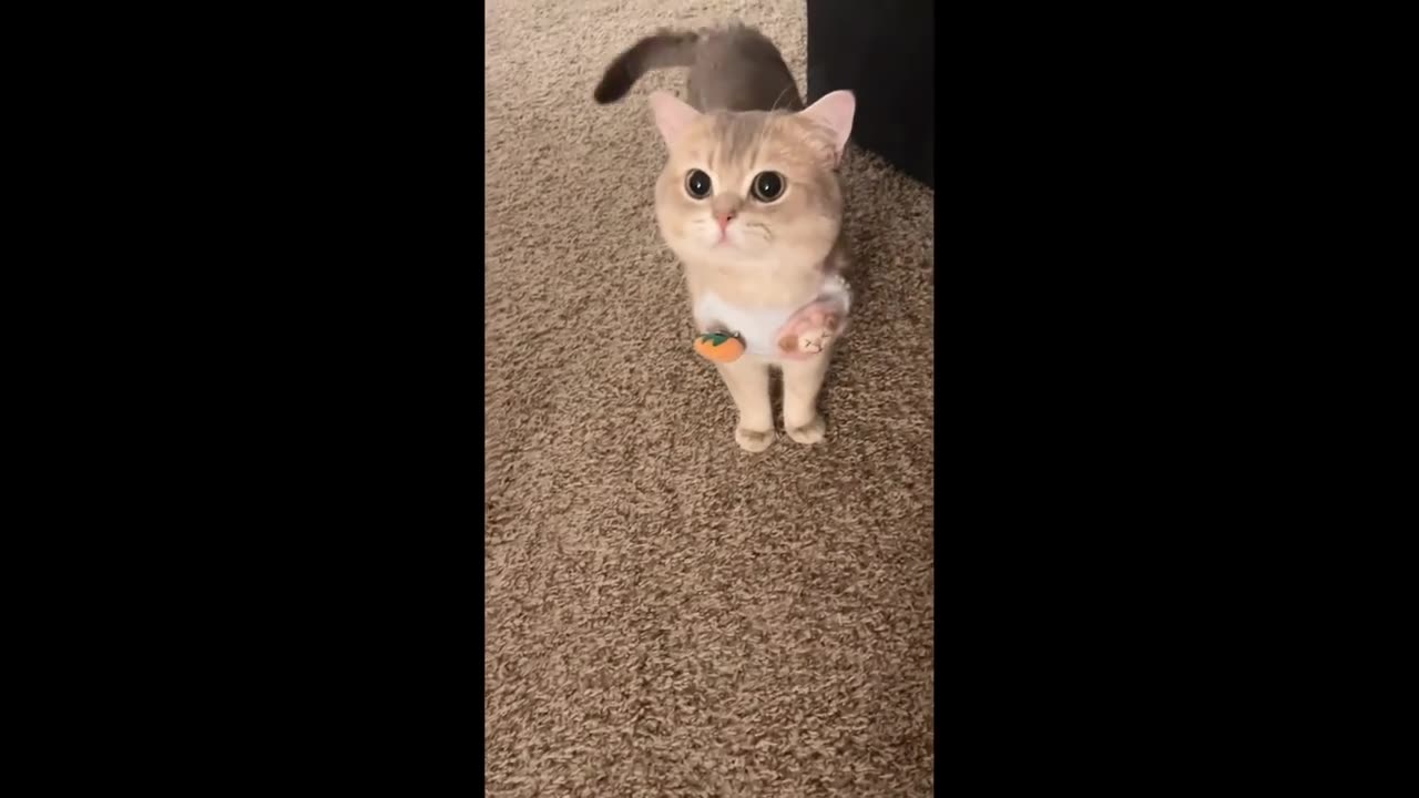 cute little catš„°