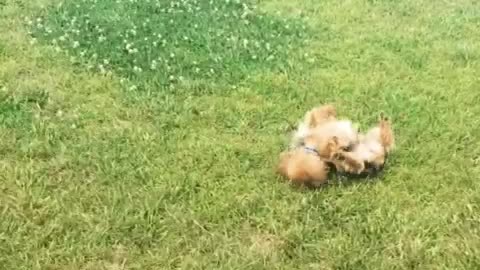 Dog rolls around grass obsessively