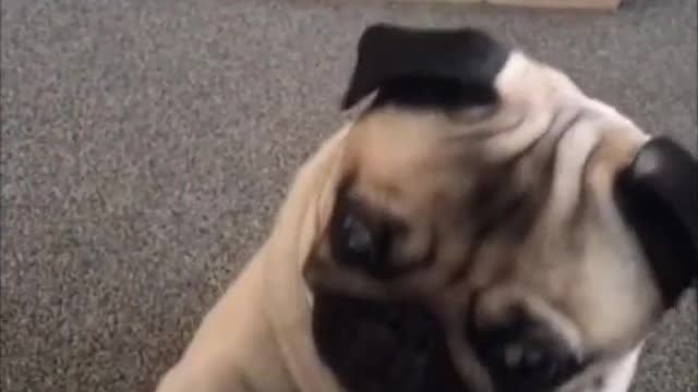 Funniest and Cutest Pug Dog Compilation 2021