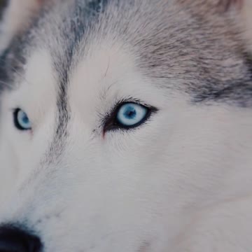 ♥Close-up 🐶view Cute Husky Looking Husky Lovers Husky Shorts Cute Dog