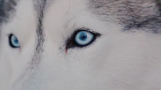 ♥Close-up 🐶view Cute Husky Looking Husky Lovers Husky Shorts Cute Dog