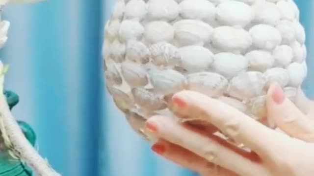 make a lantern with seashells