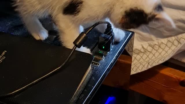 Try this! Nirvana the Kitten is amazed by world!