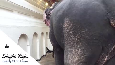 Singhe Raja Elephant