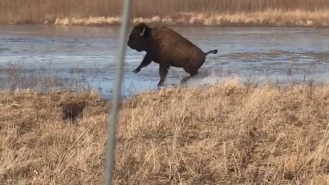 Bison Speed Skating Olympic Trials 2018