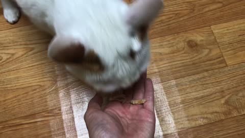 A cat eating snacks on its hand.