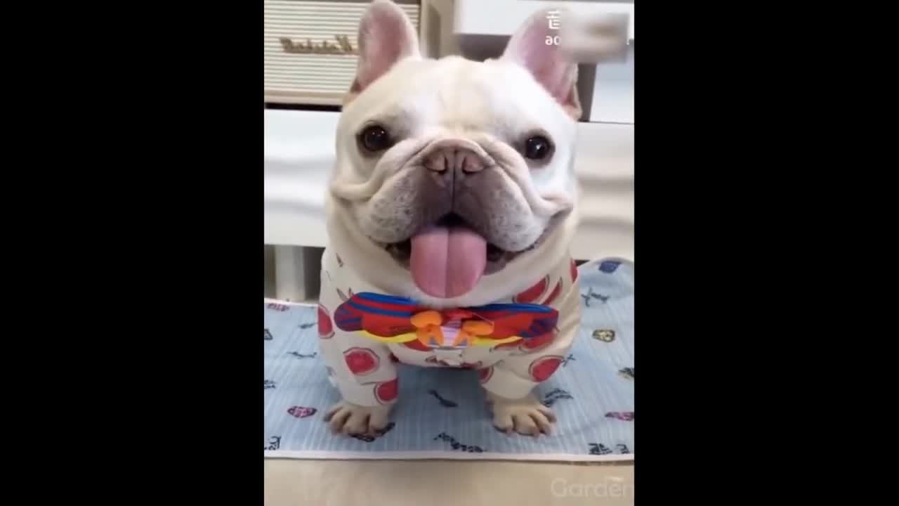 cute cats and dogs playing 2021