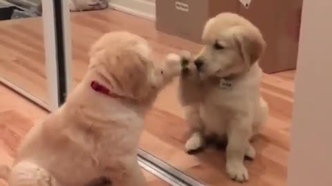 World cute dog puppy video, dog puppy video
