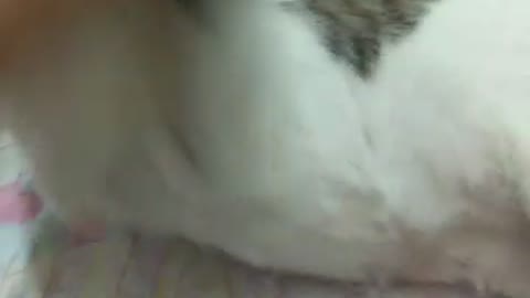 Go away i don't want your love hooman, said the cat.