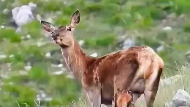 Rain dear milk geeting child
