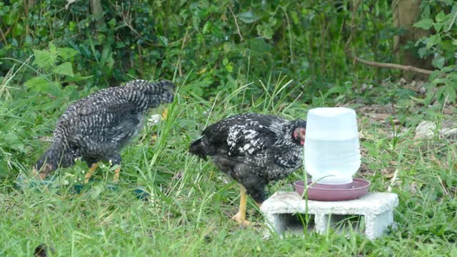 Black and white chickens at a farm - With great music