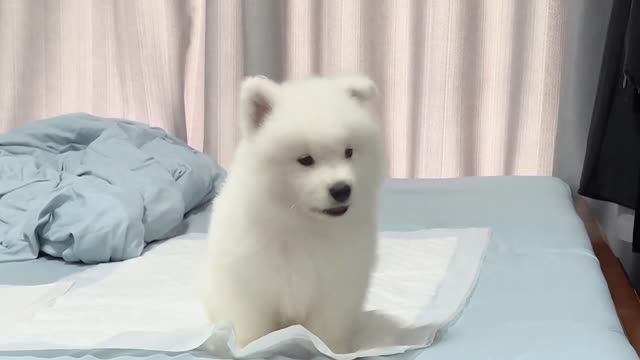 Puppy: I'm going out to play