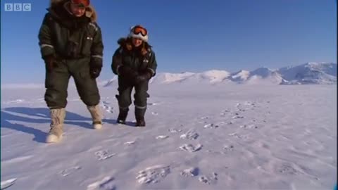 Finding Mothers and Cubs | The Search for Polar Bears | BBC Earth