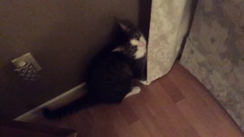 Adorable cat looses it playing with curtains