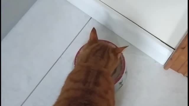 Cat adorably asks for food