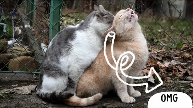 ||Mating Cat Hard 🐈 ||(Successful)(Part-2)#