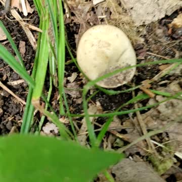 Squishy Mushroom Found!