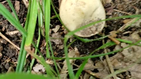 Squishy Mushroom Found!