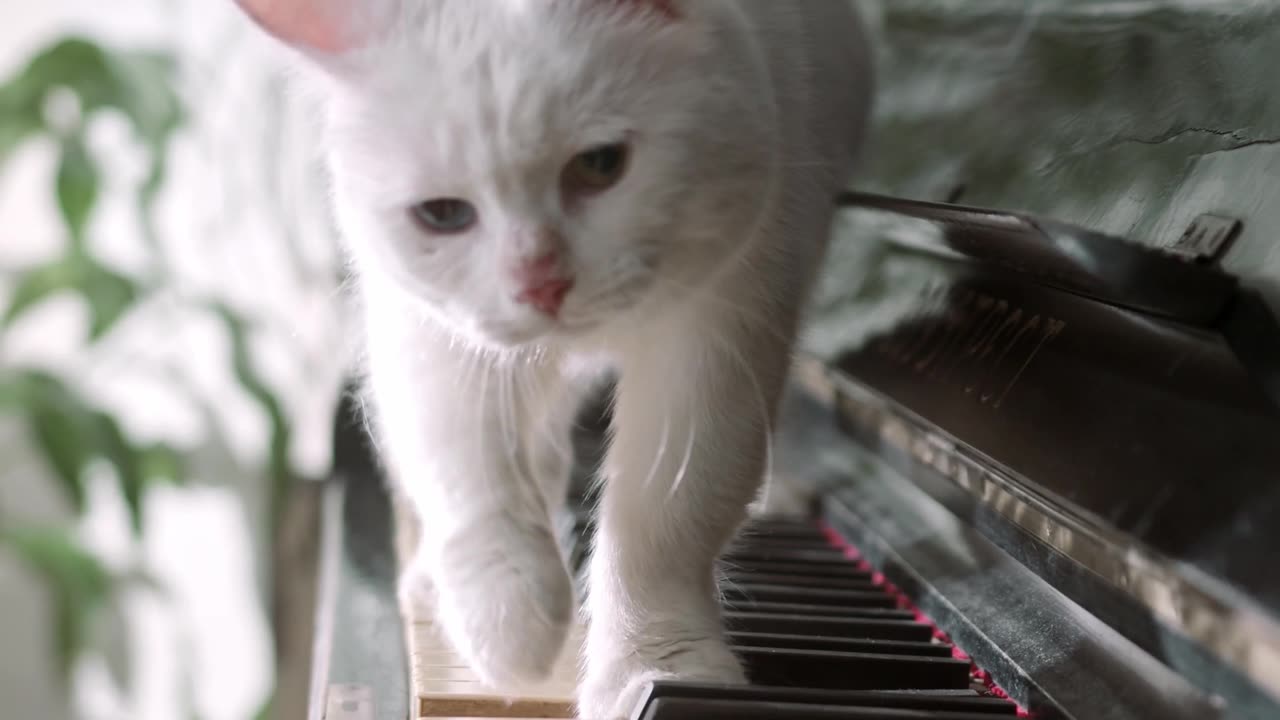 A Cat Walking Over the Piano Keyboard