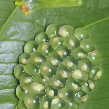 "Daddy Knows Best: Unleashing the Dad Skills You Never Knew You Had"