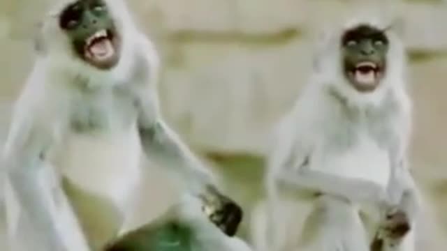 Monkey_🤣🤣🤣🤣funny dance