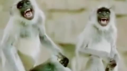 Monkey_🤣🤣🤣🤣funny dance