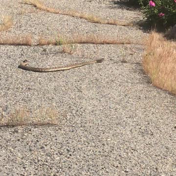 Rattlesnake on street