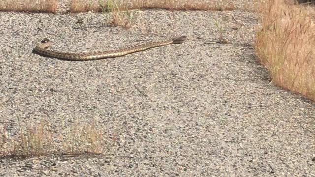 Rattlesnake on street