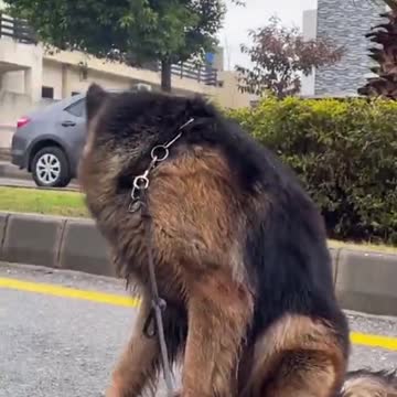 #rumble #rumblefeature #rumbleviral #rumblevideo #rumblecats #rumbledogs #first #firtsviralvideo