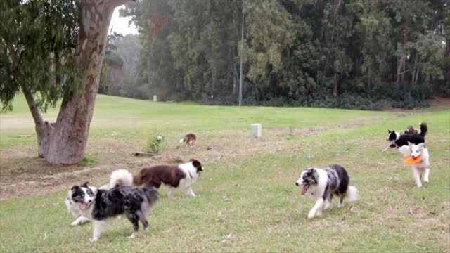 The dogs are happy to play with flying saucer in the park