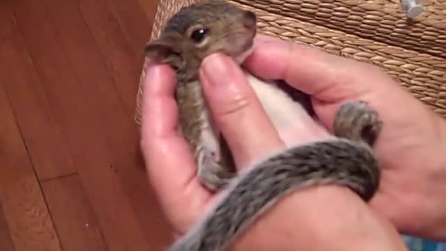 Spa Day for the baby Squirrel