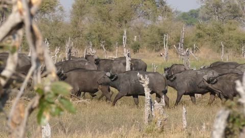 Cape Buffalo