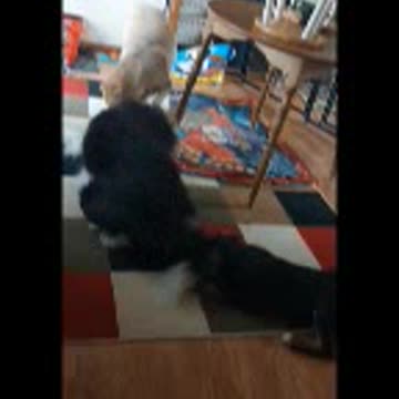 New Puppy Uses Bandit's Tail as a Toy