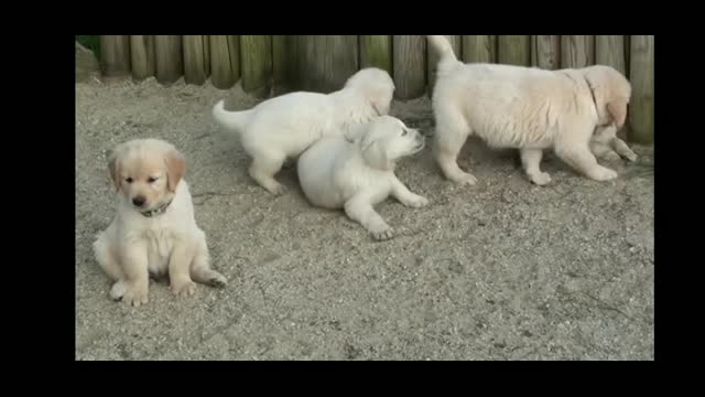 Puppies funny video