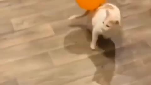 Funny cat video