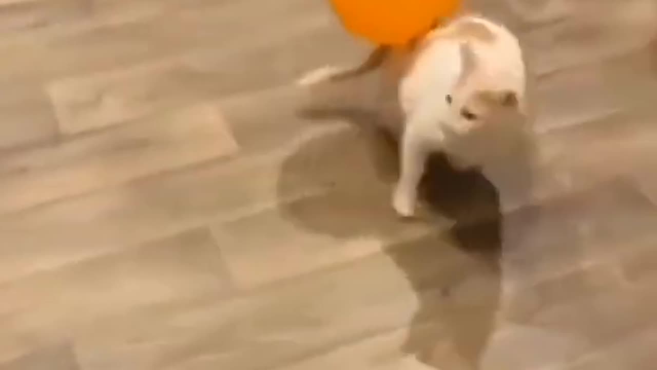 Funny cat video