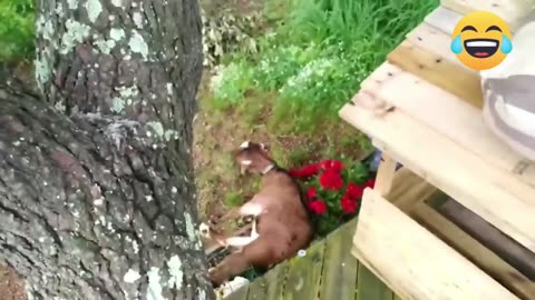 Funniest Farm Animals