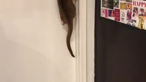 Smart Kinkajou Makes Its Escape