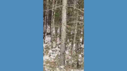 Rare lynx cross road in Maine during nor'easter